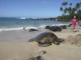 sea turtle