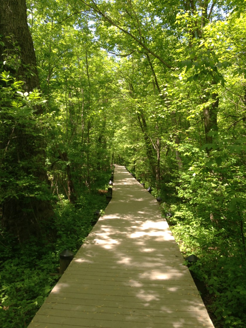 Raised Walkway through marsh at Roosevelt Island