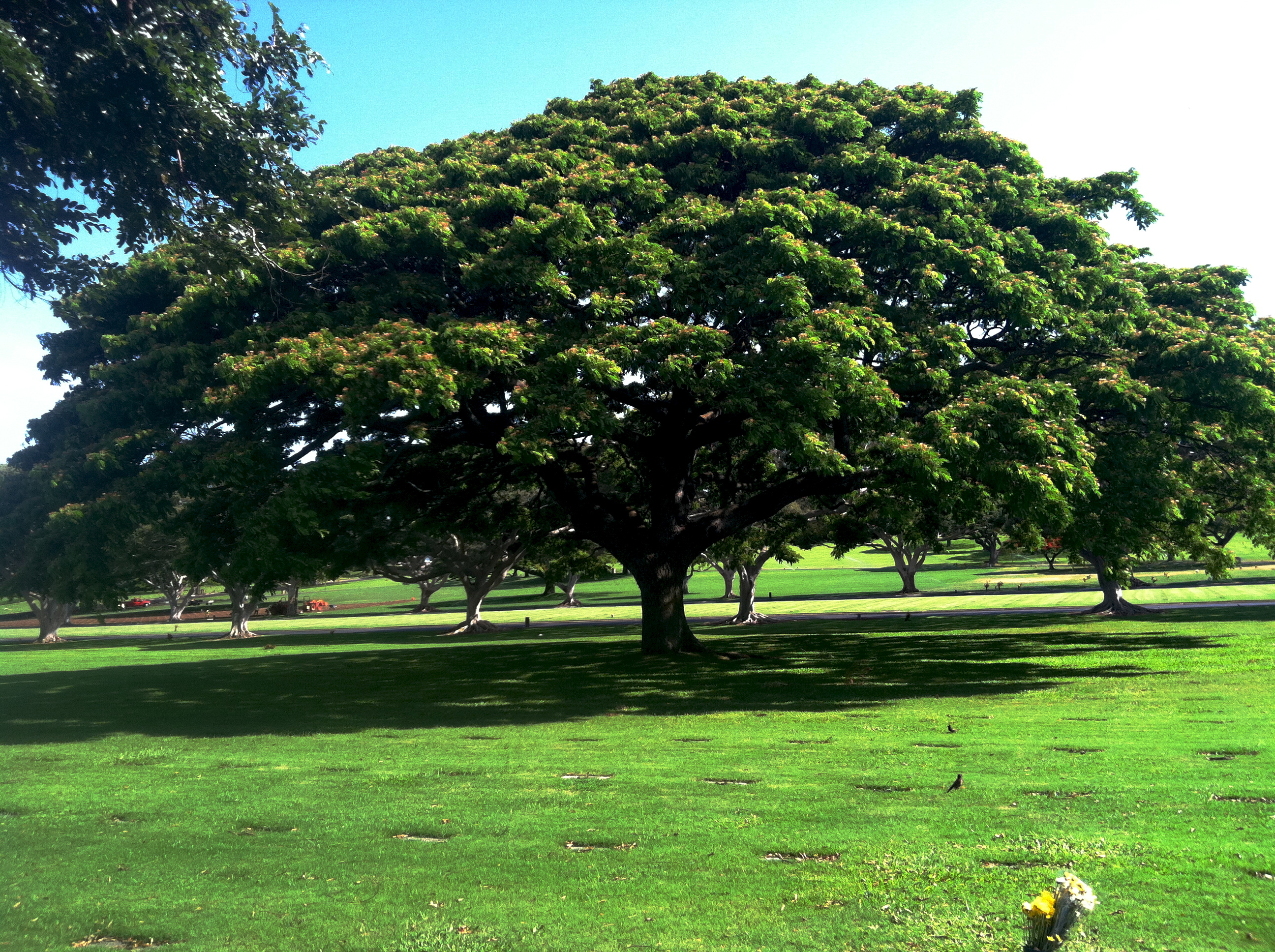 Hawaii – Day 6 of 15, Hawaiian Local Food, The Punchbowl Crater and Roy ...